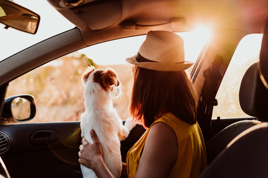 köpek ve evcil hayvan sahibi arabada pencereden bakıyor