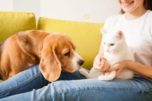 Beagle ve kedi evcil hayvan sahibiyle birlikte